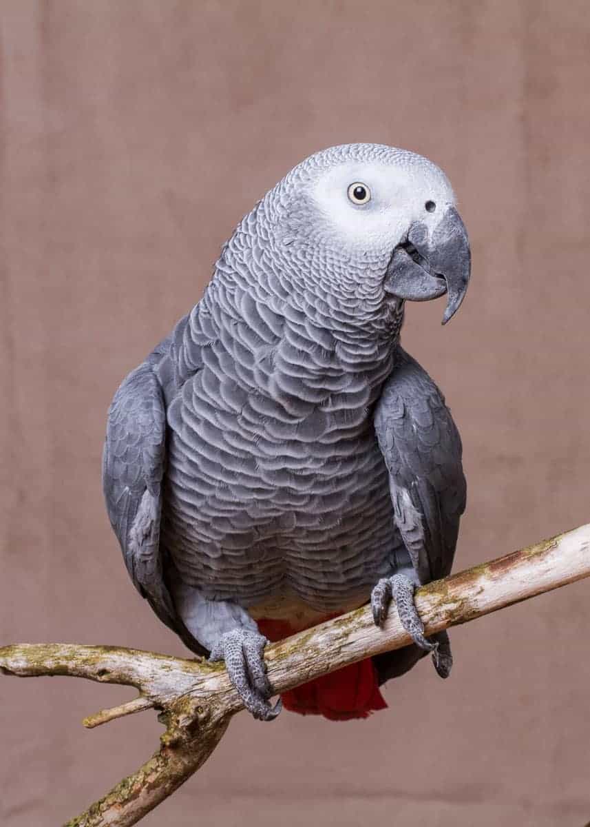 Effective Ways to Optimize Your Large Rabbit Cage for Comfort in 2025