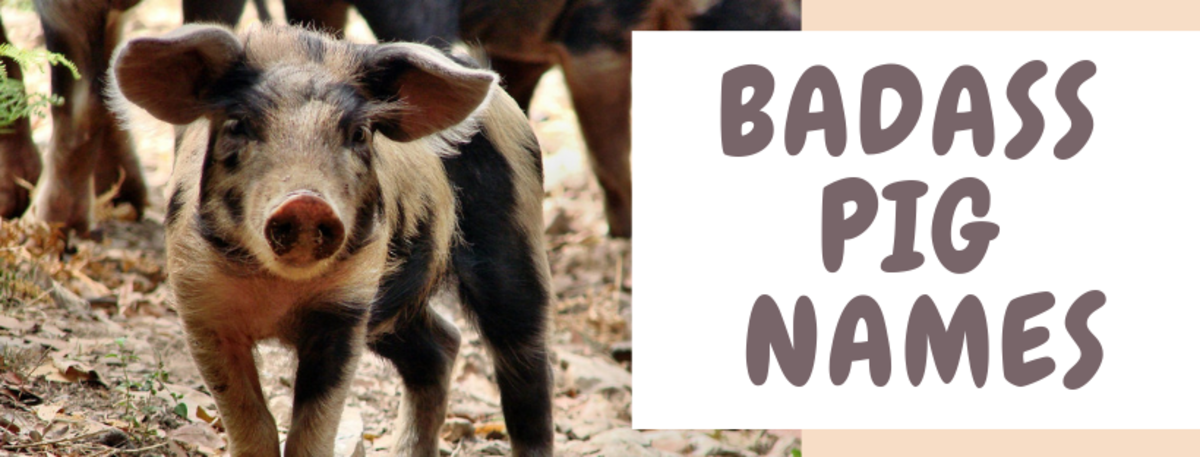 Effective Rabbit Flea Treatment: 5 Proven Solutions for 2025