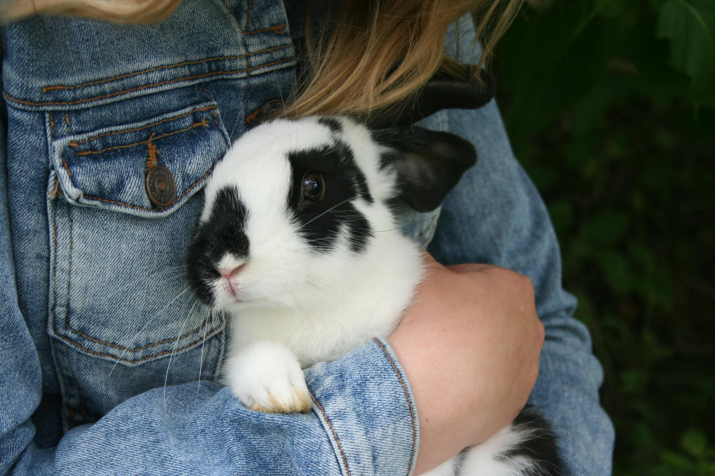 Smart Ways to Enhance Bunny Rabbit Drawing Skills in 2025