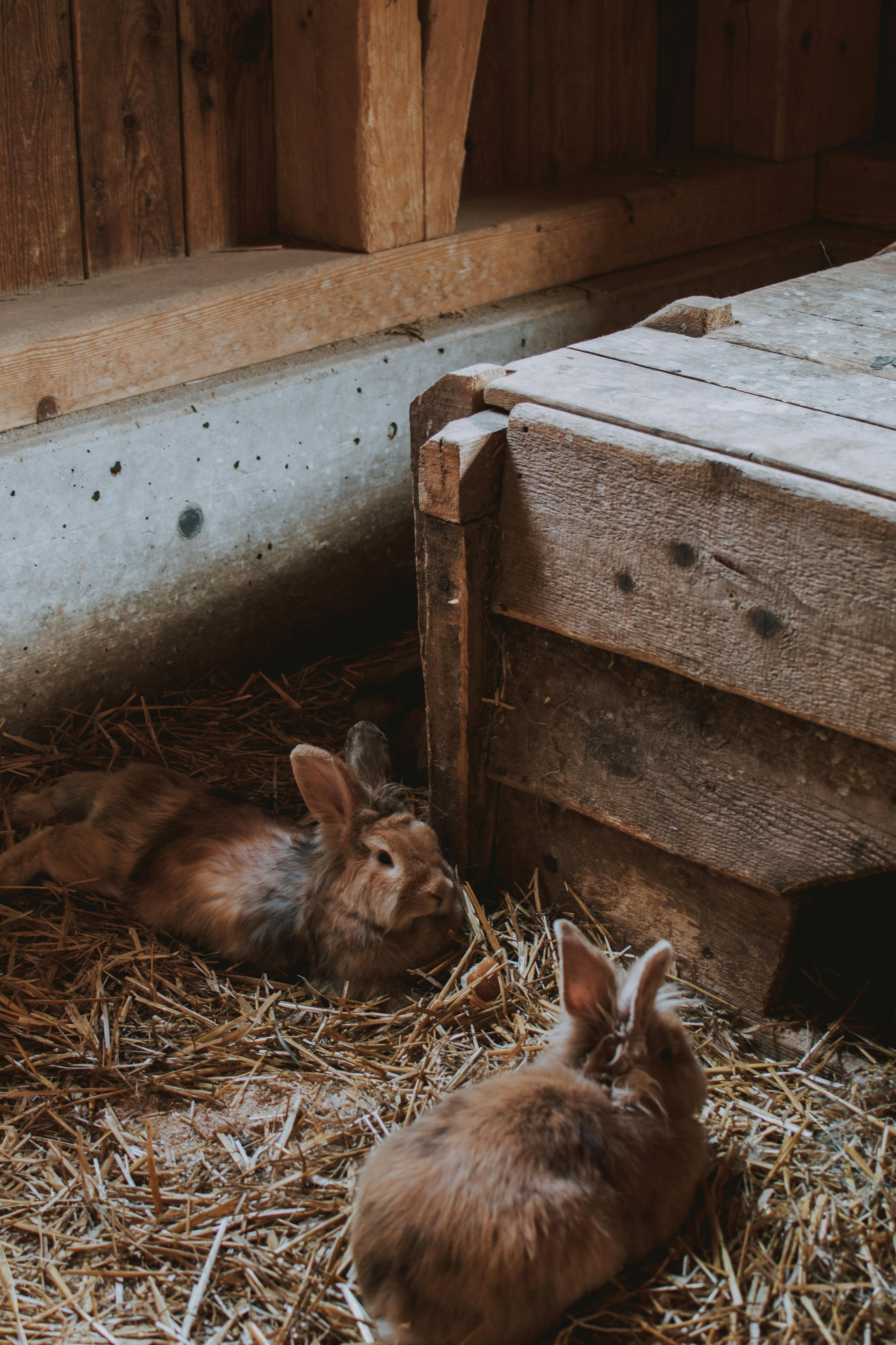 Smart Ways to Explore the Myth of Rabbit with Horns in 2025