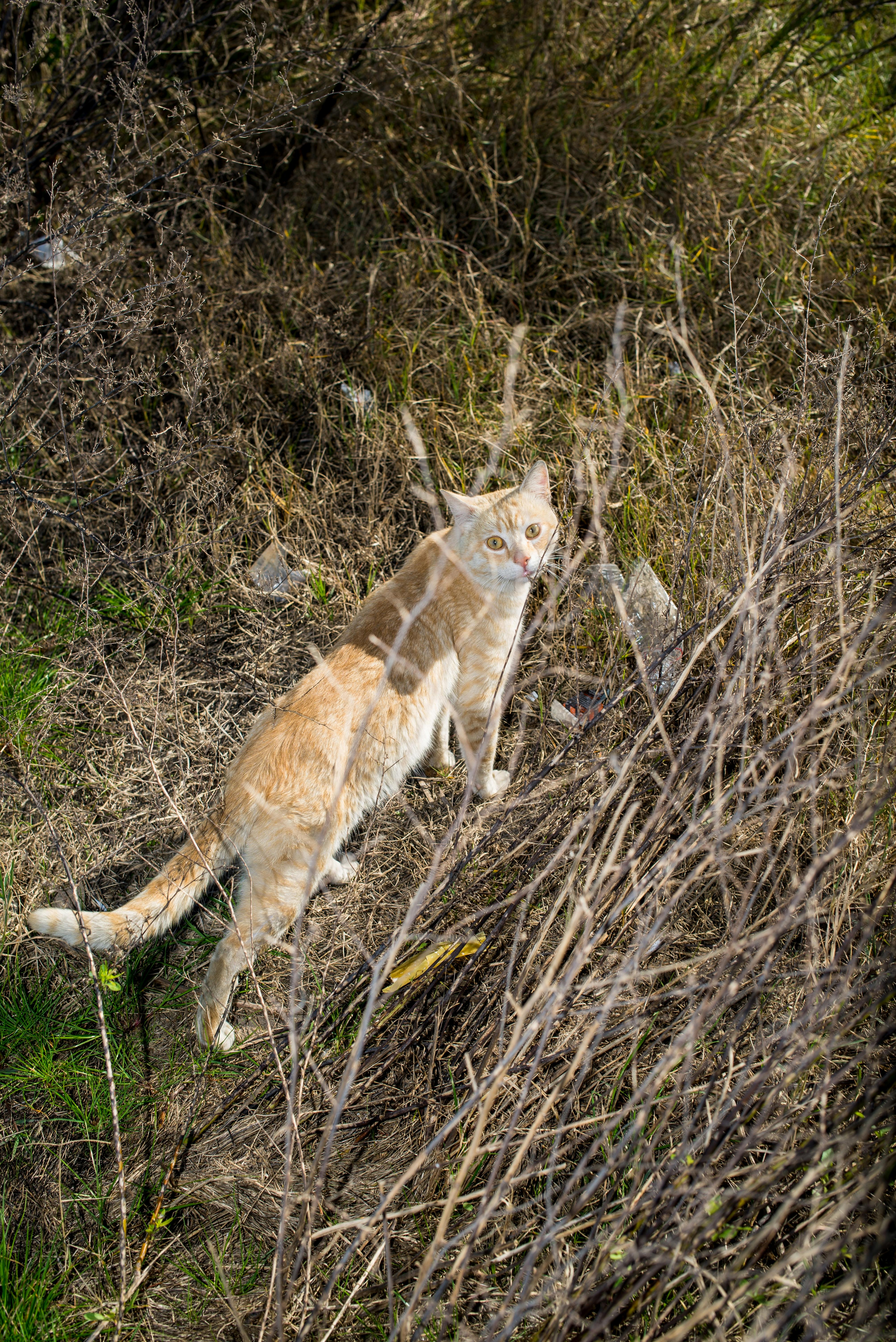 Smart Ways to Optimize Rabbit with Antlers for 2025 Success