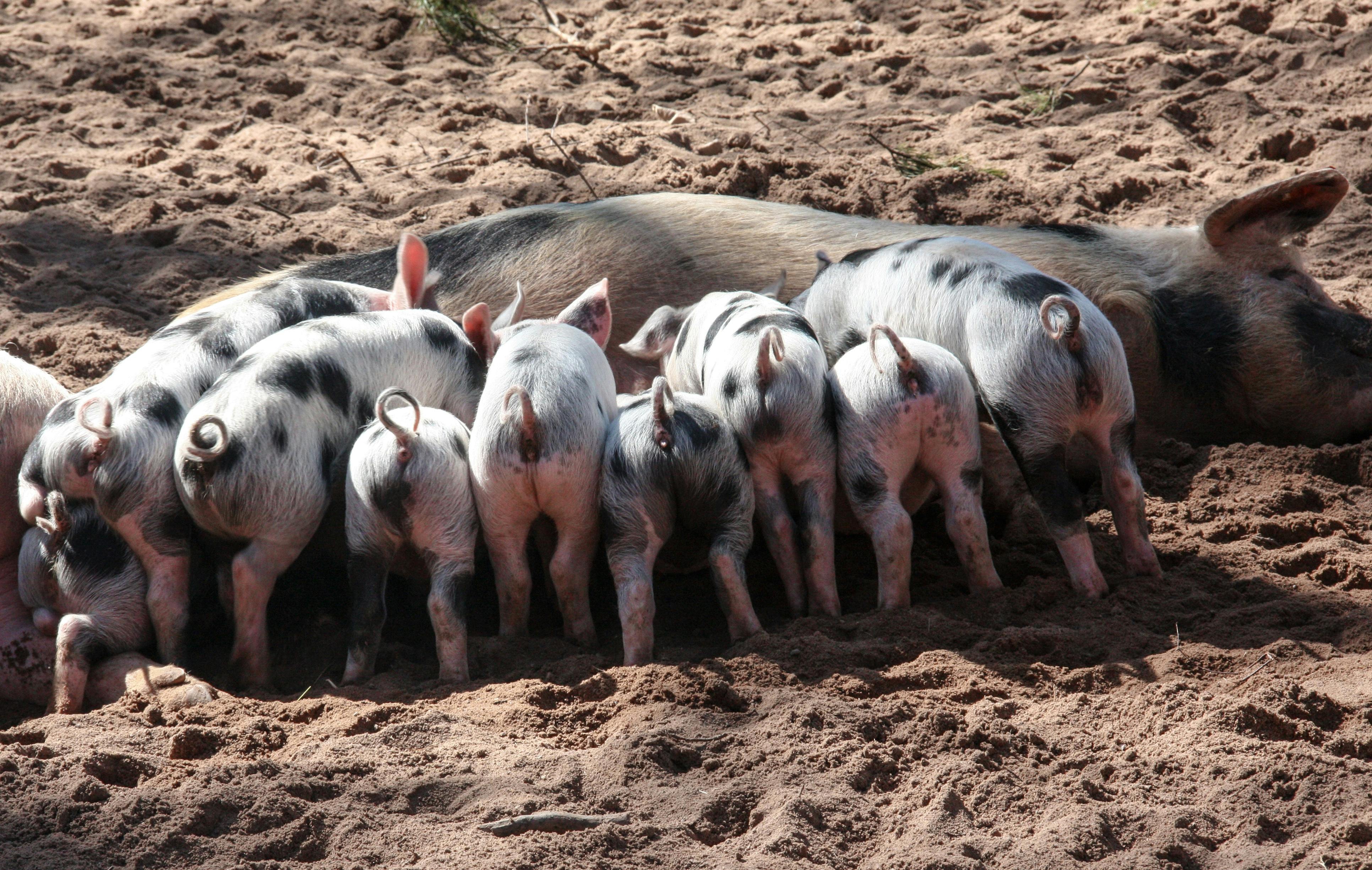 Découvrez les meilleures 5 options de cuisson du lapin en 2025!