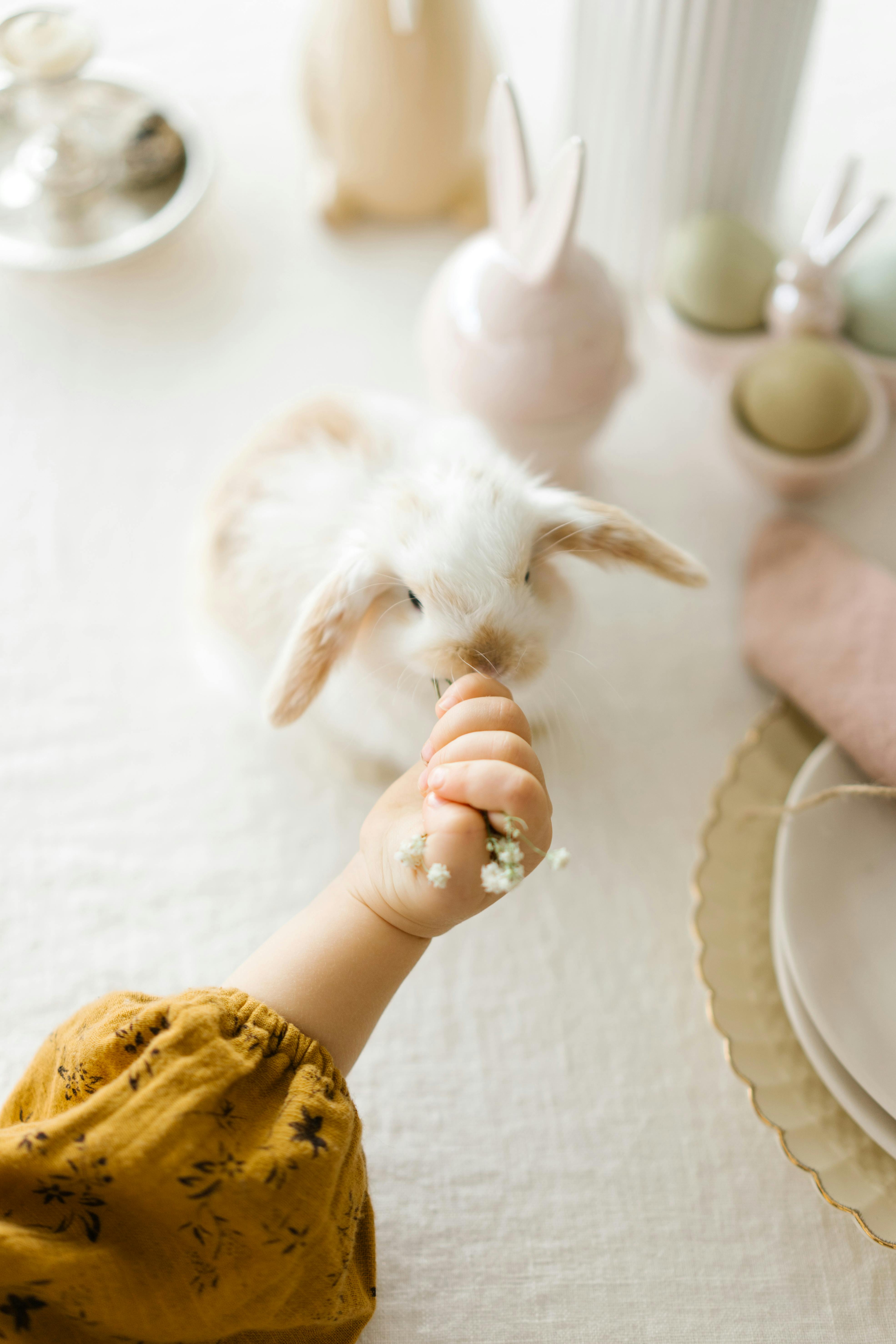 Run Rabbit Run Explained