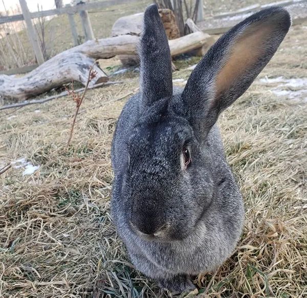 Flemish Giant Rabbit