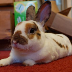 Mini Rex Rabbit