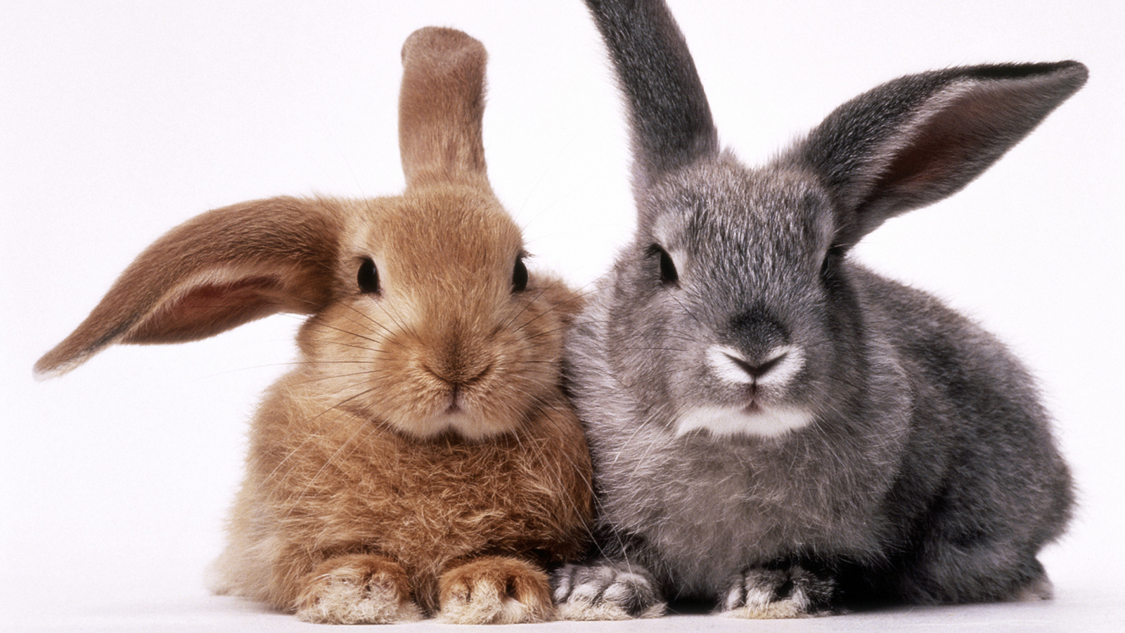 Rabbit vs Bunny Image 1