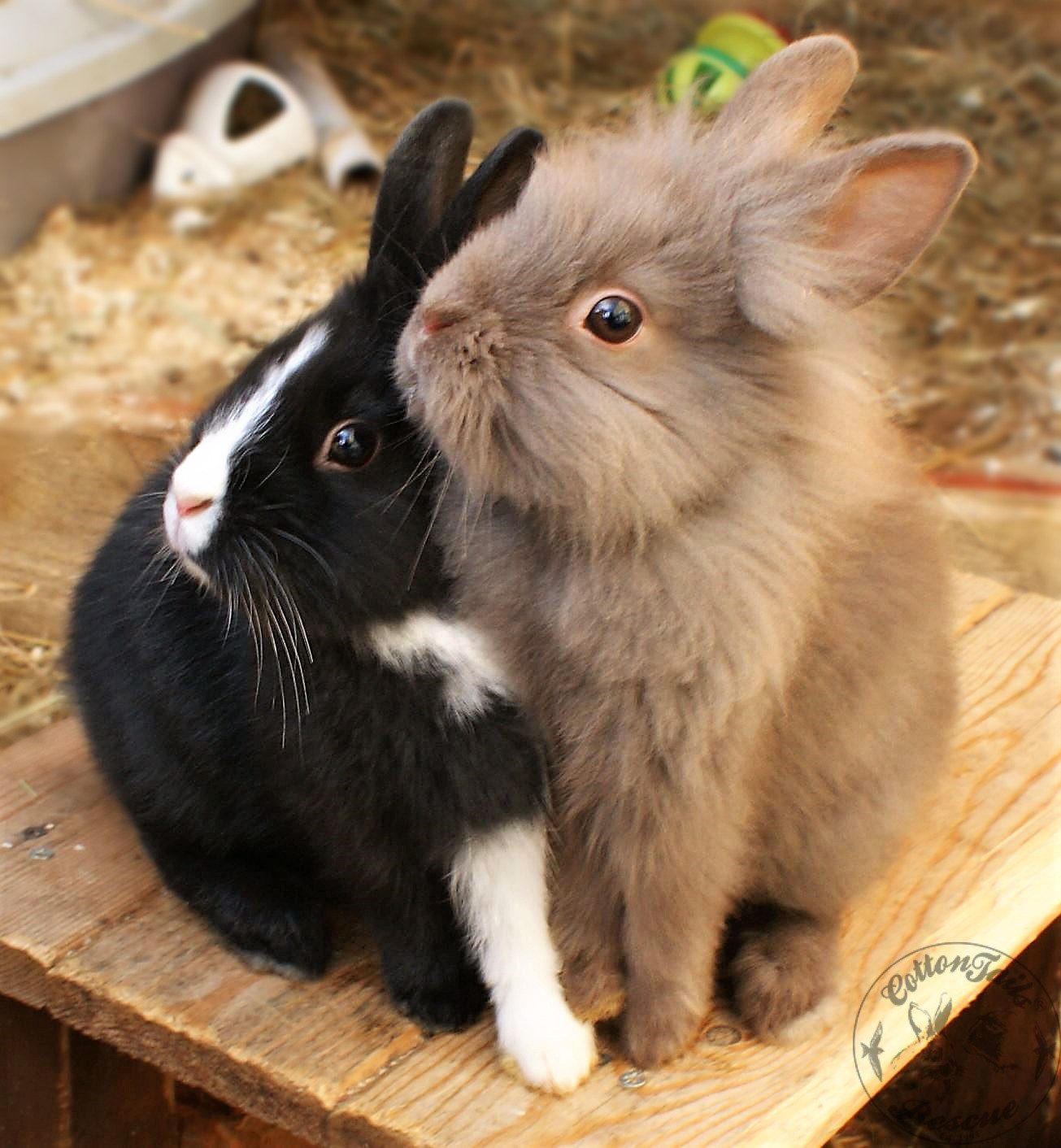 Rabbit vs Bunny Image 2