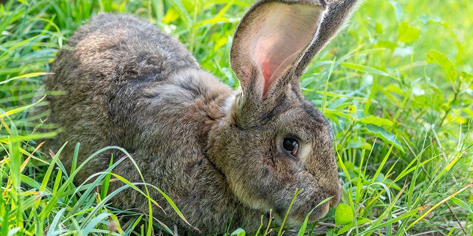 Flemish Giant Rabbit Habits