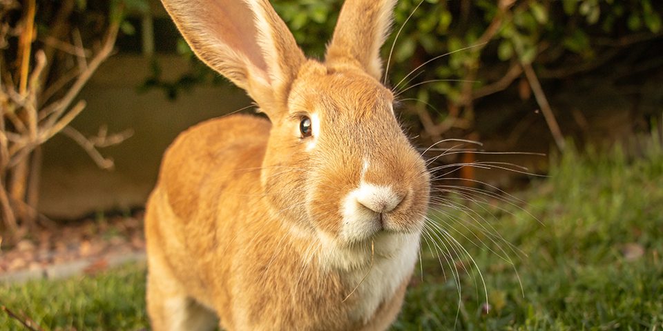 Caring for Flemish Giant Rabbit