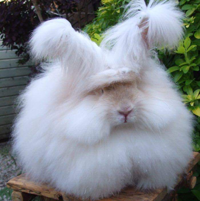 Another English Angora Rabbit