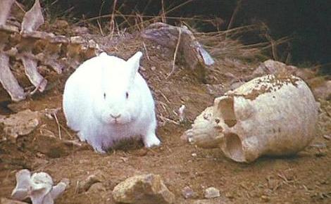 Monty Python Rabbit Humor