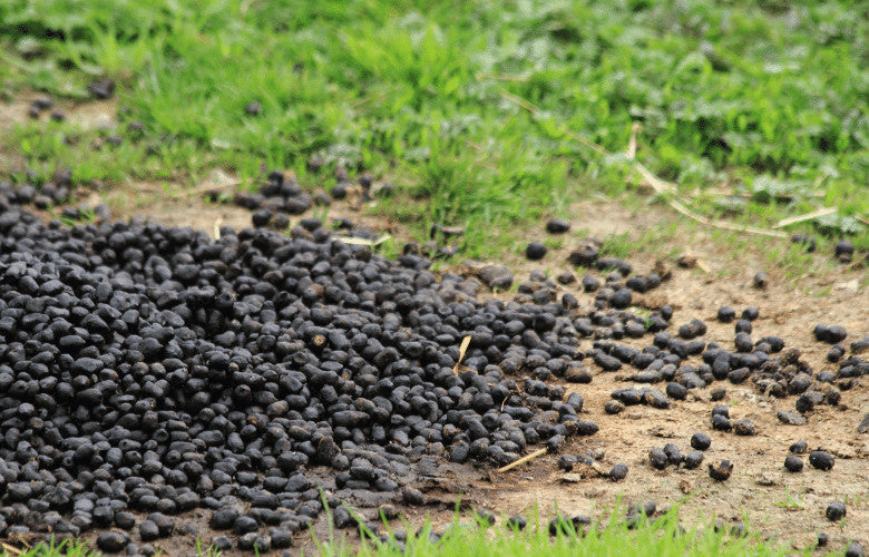 Image of Healthy Rabbit Droppings