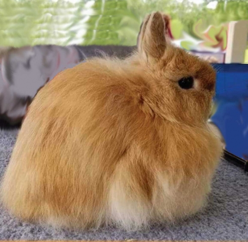 Jersey Wooly Rabbit