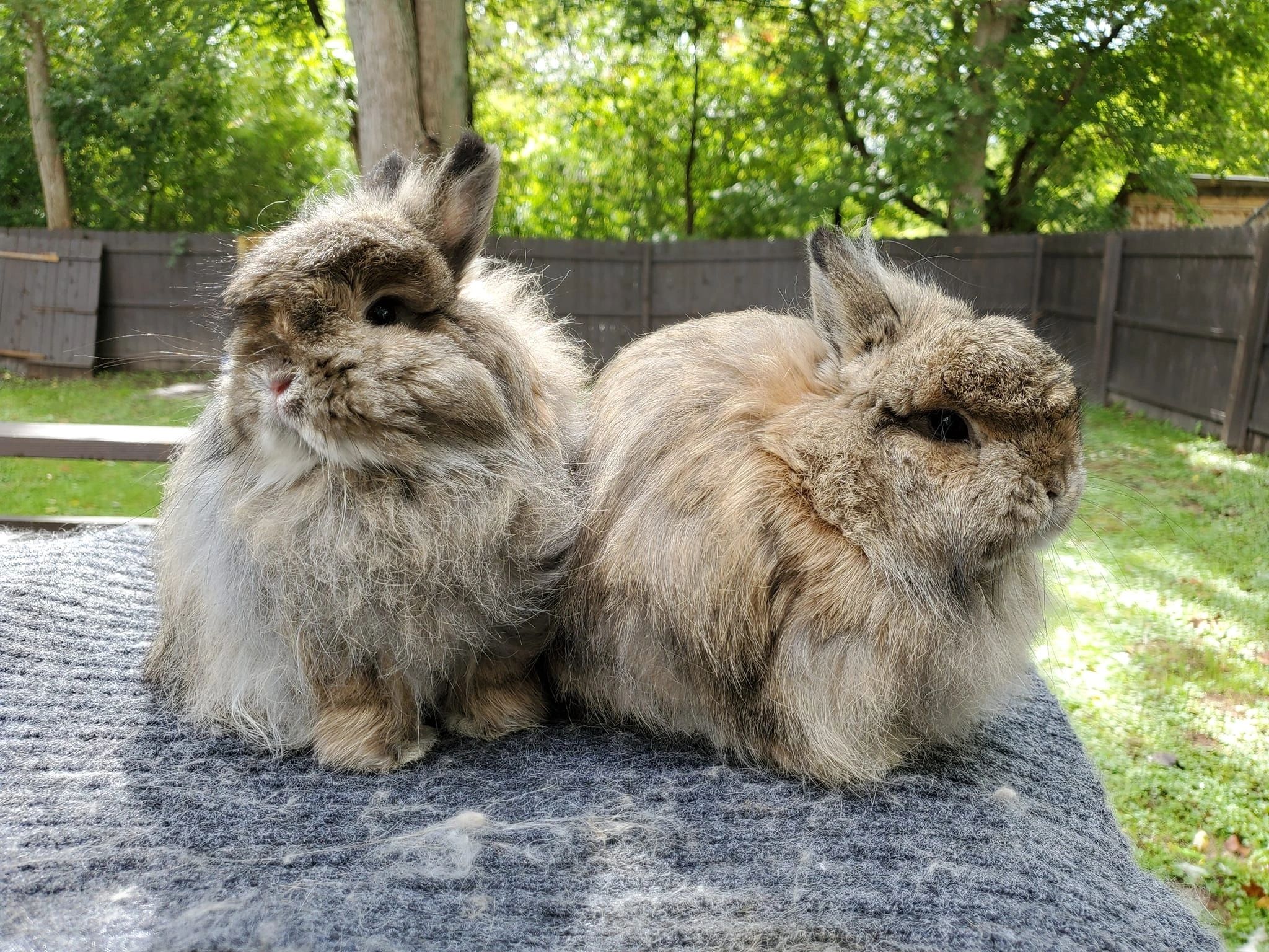 Jersey Wooly Rabbit in Care