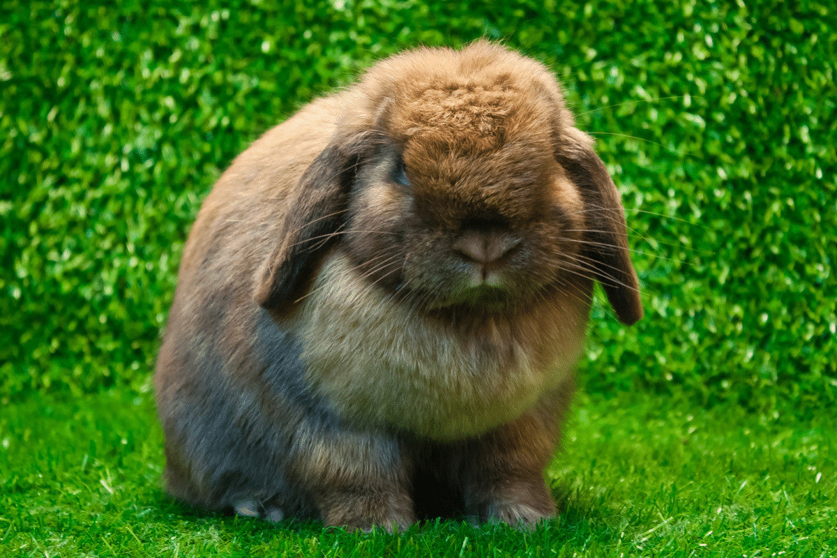 Mini Lop Rabbit