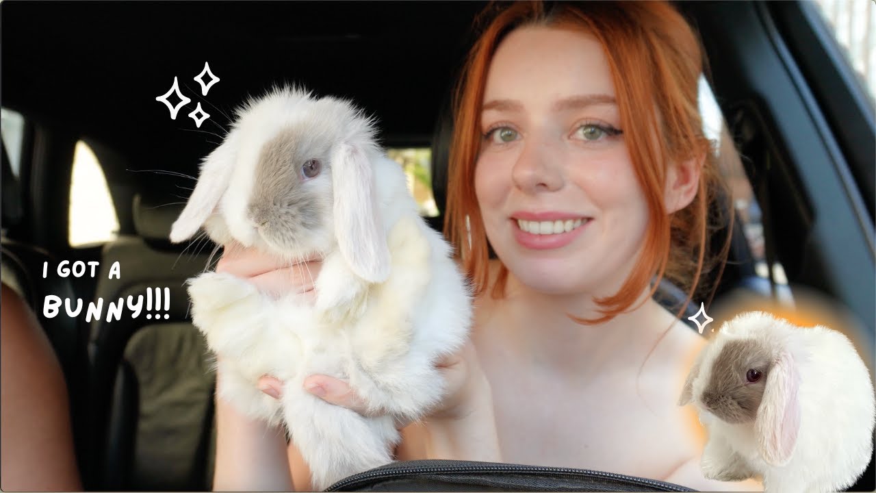 Mini Lop Rabbit Playtime