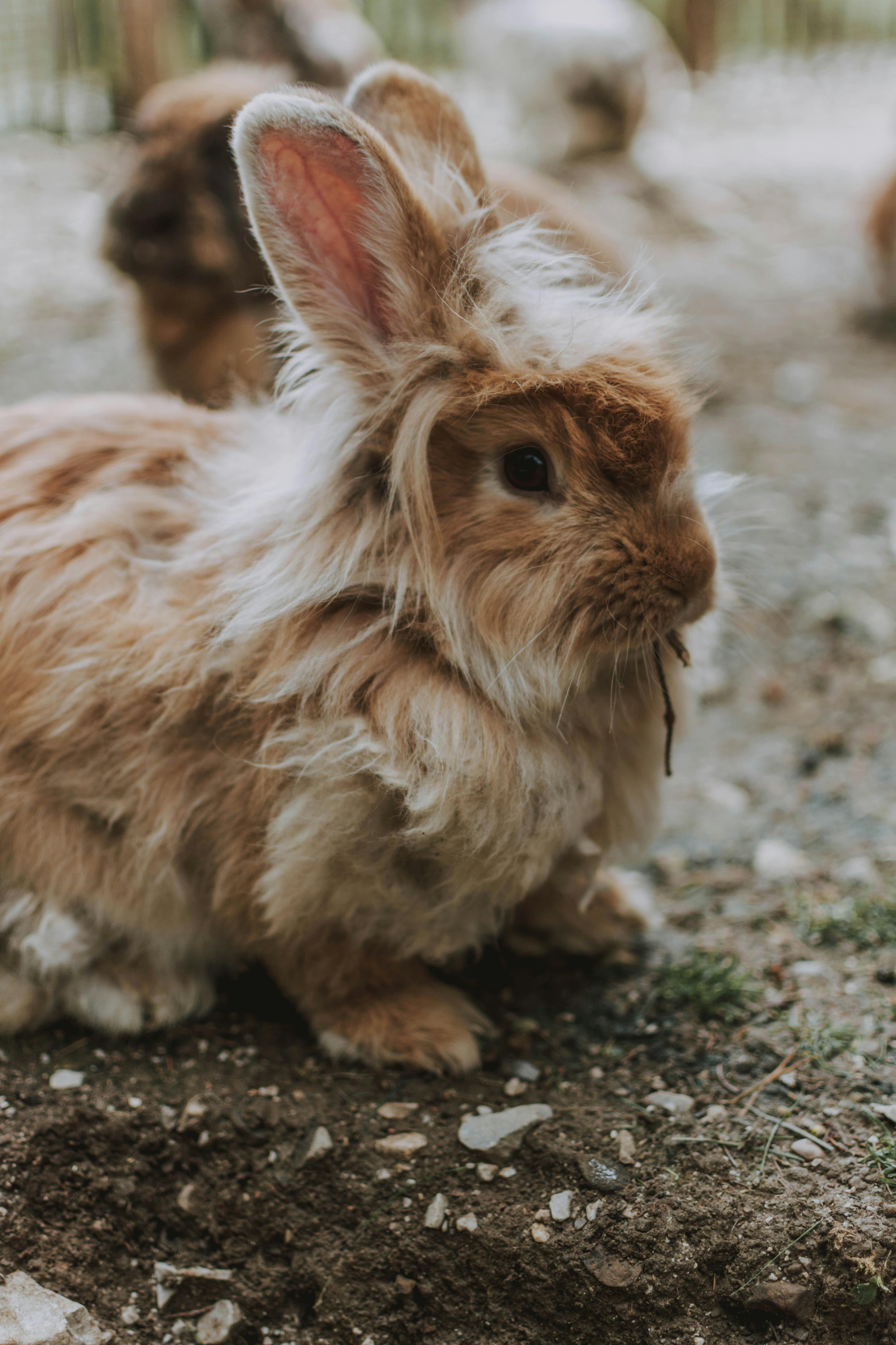 Full Grown Lionhead Rabbit