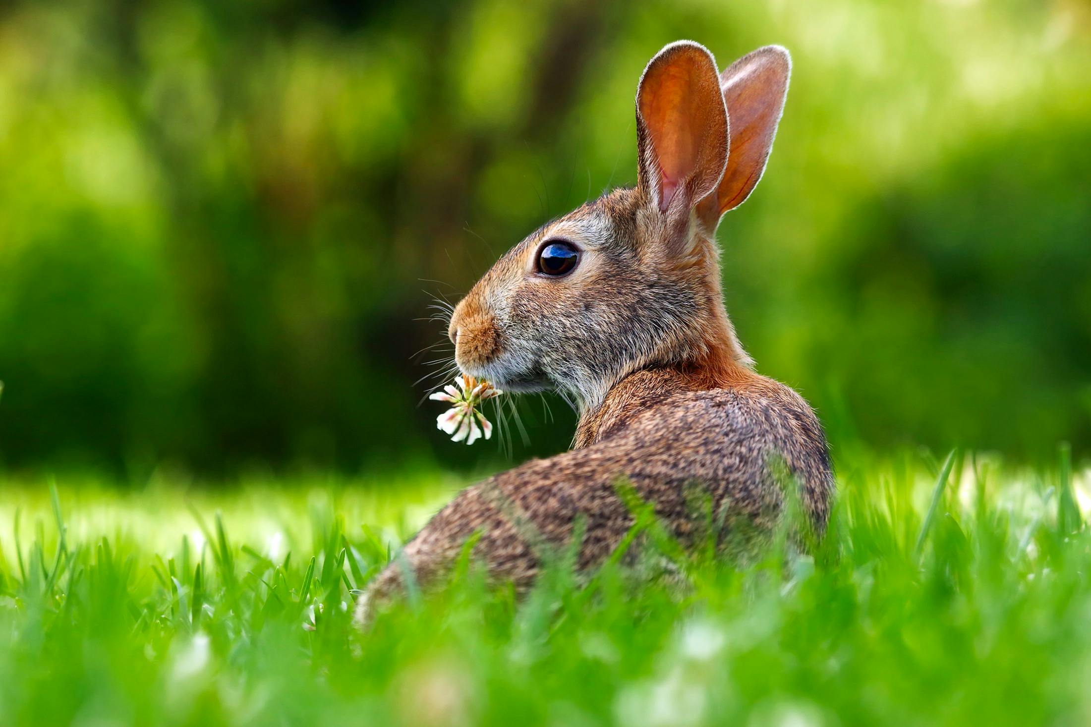 Happy Lionhead Rabbit