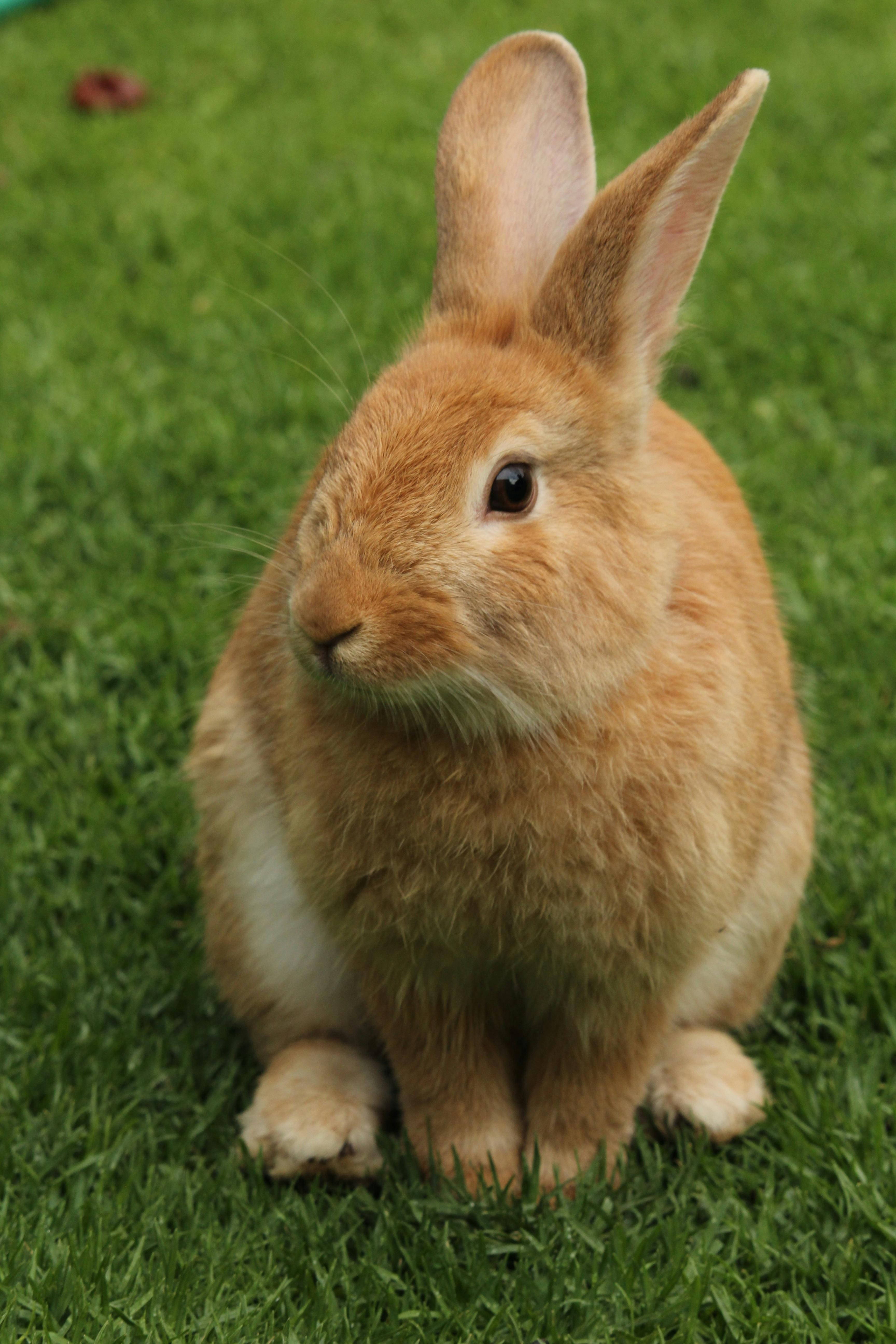 American Chinchilla Rabbit