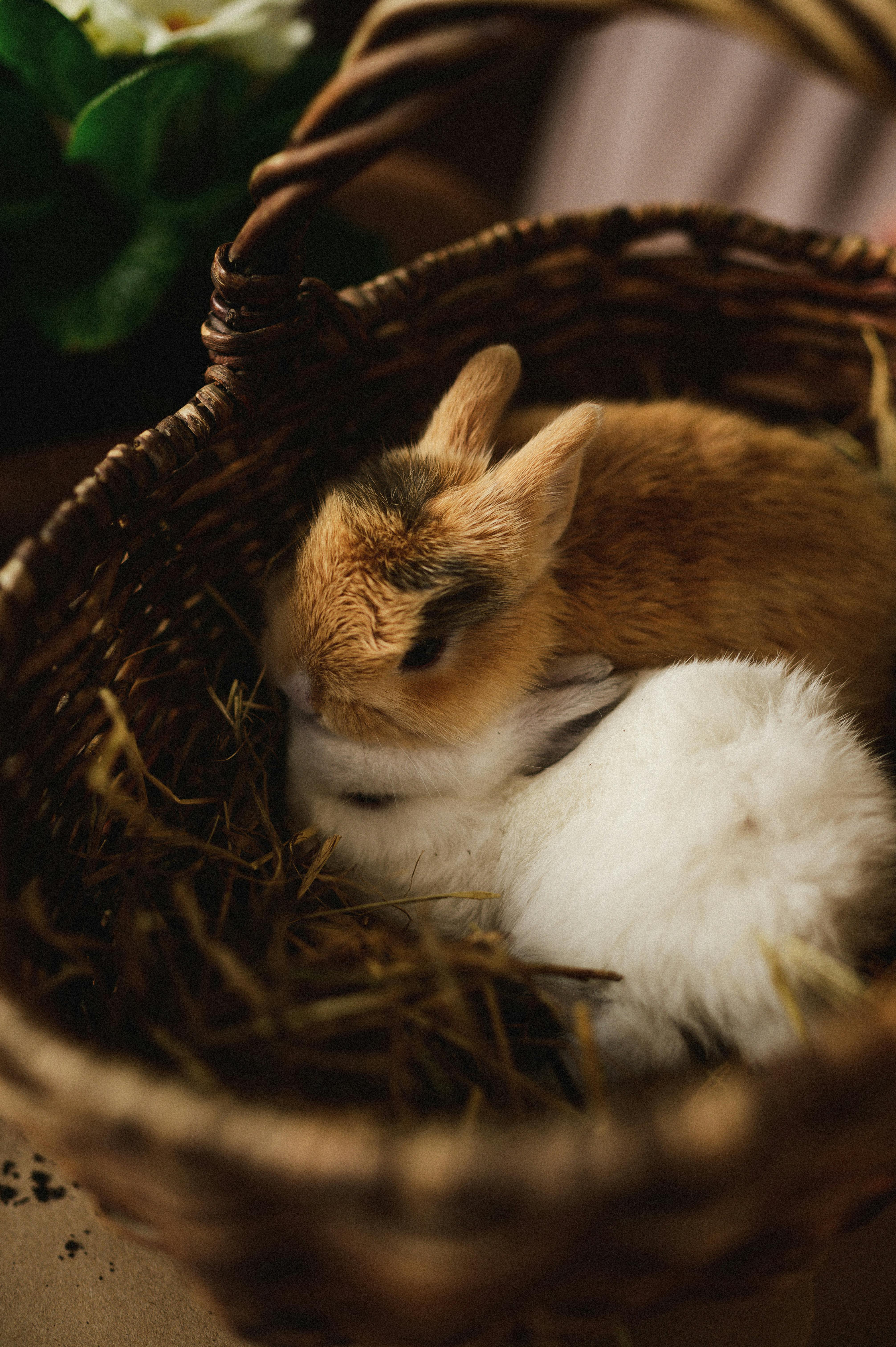 Rabbit Nesting Box