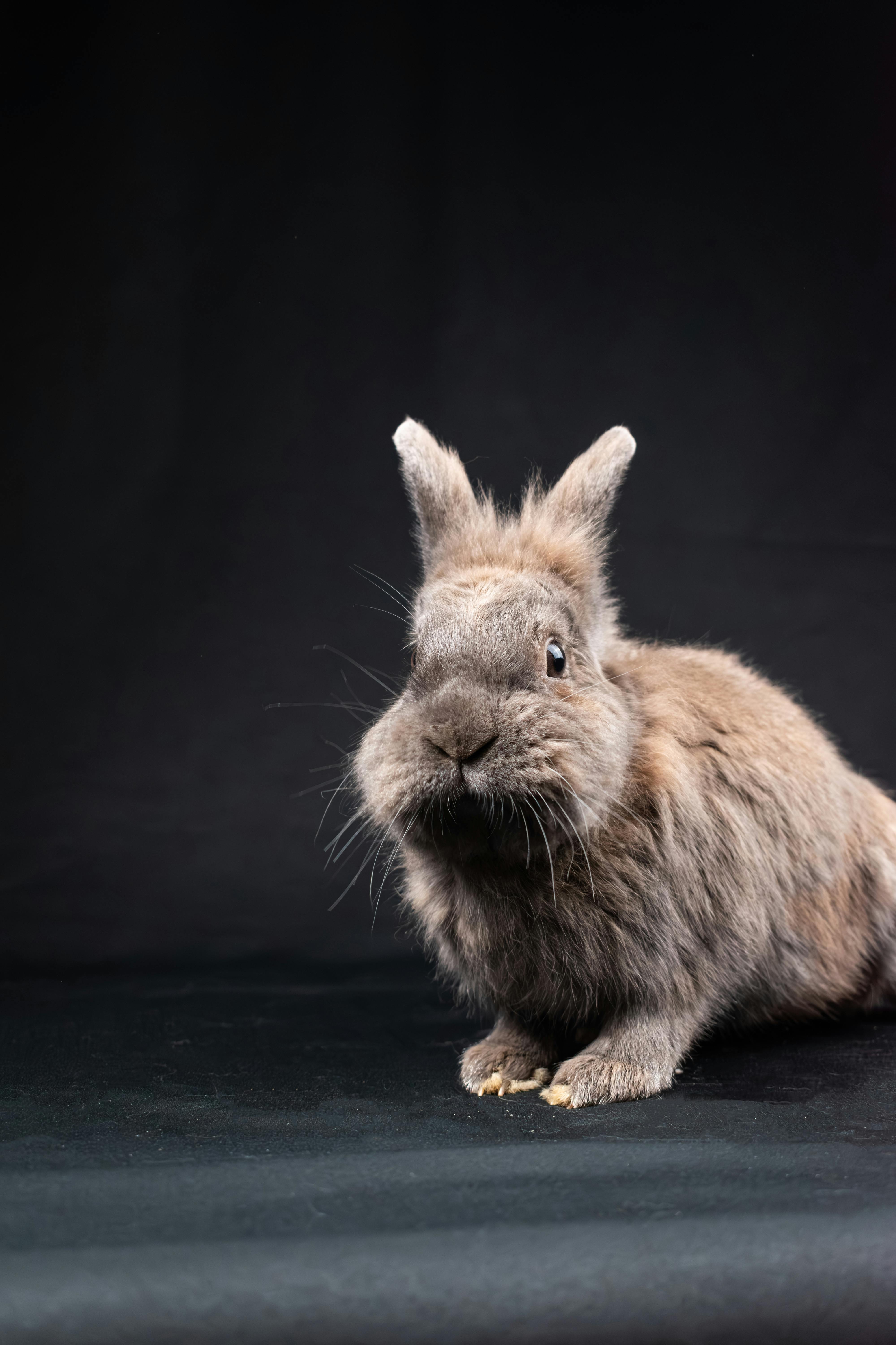 Dwarf Hotot Rabbit