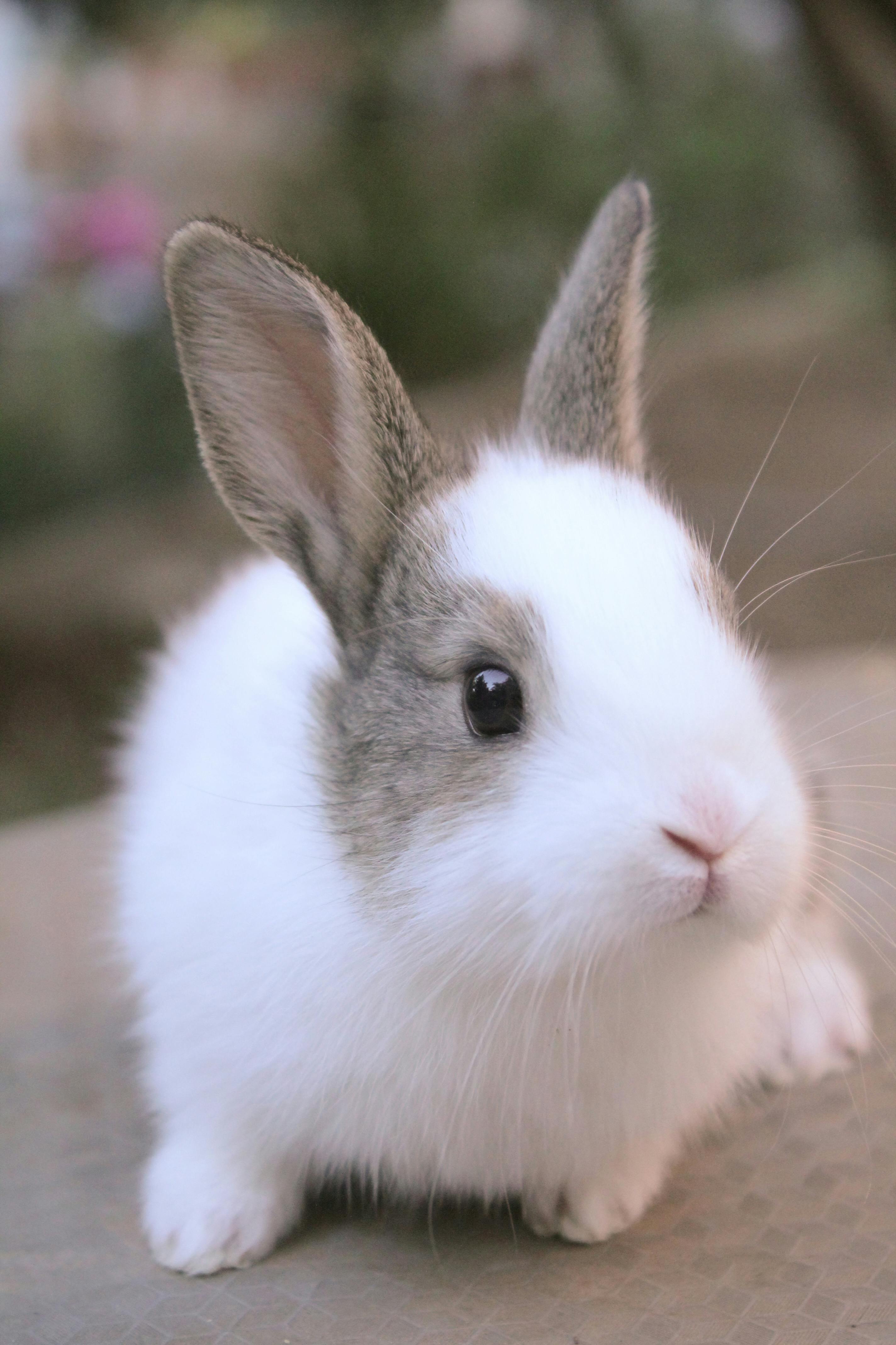 Grooming Dwarf Hotot Rabbit