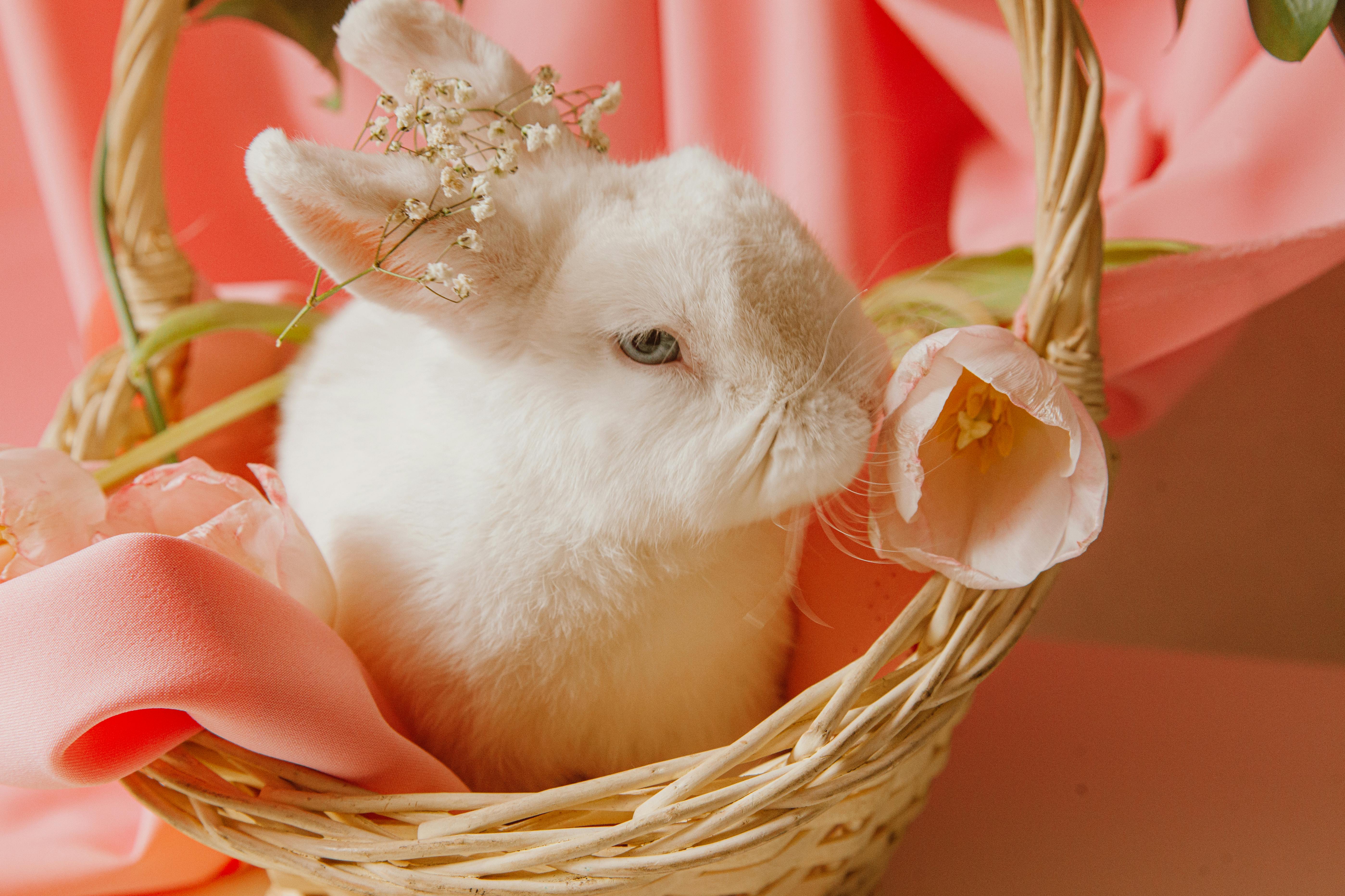 Indoor Rabbit Cage Setup