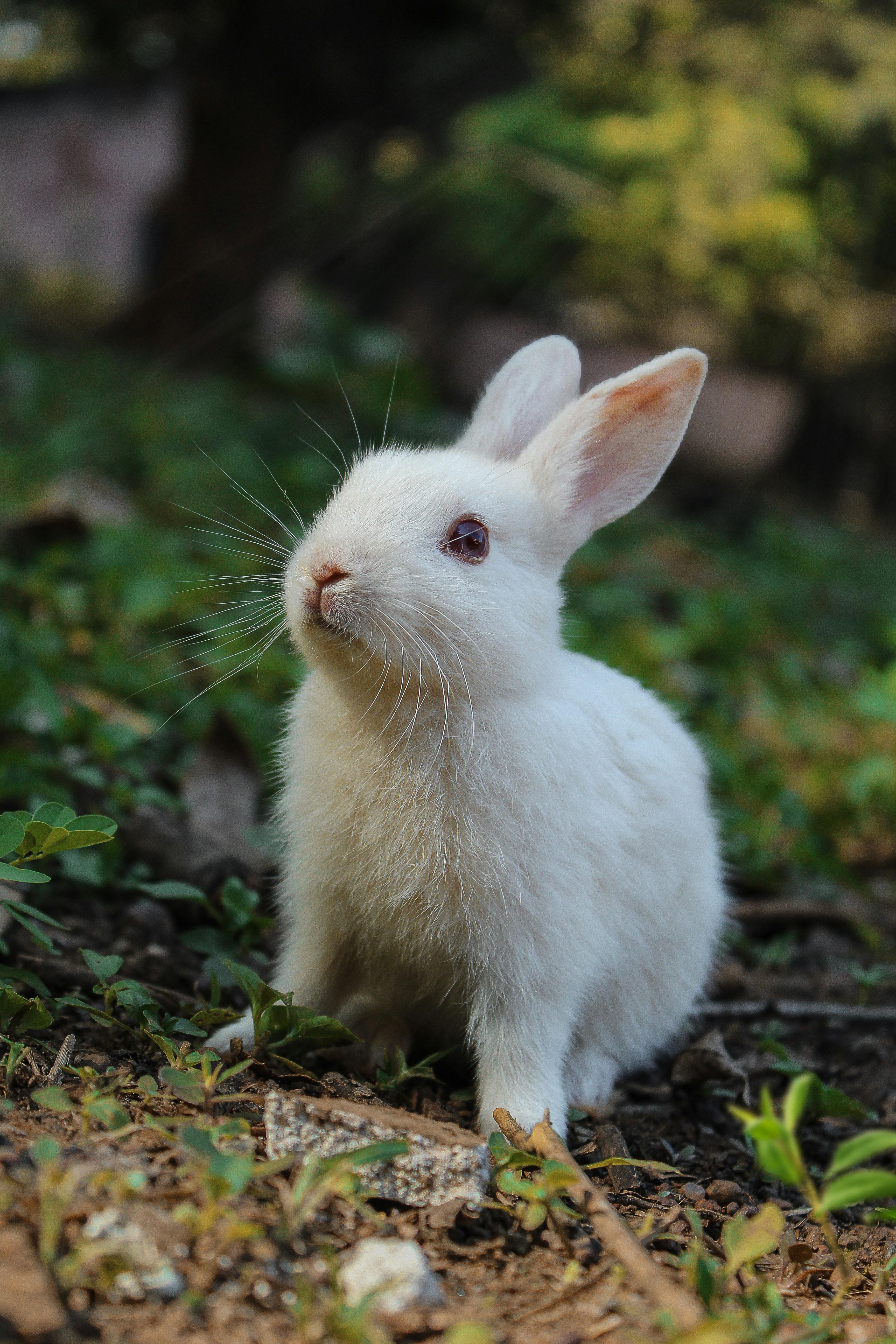 Flemish Giant Rabbit Characteristics