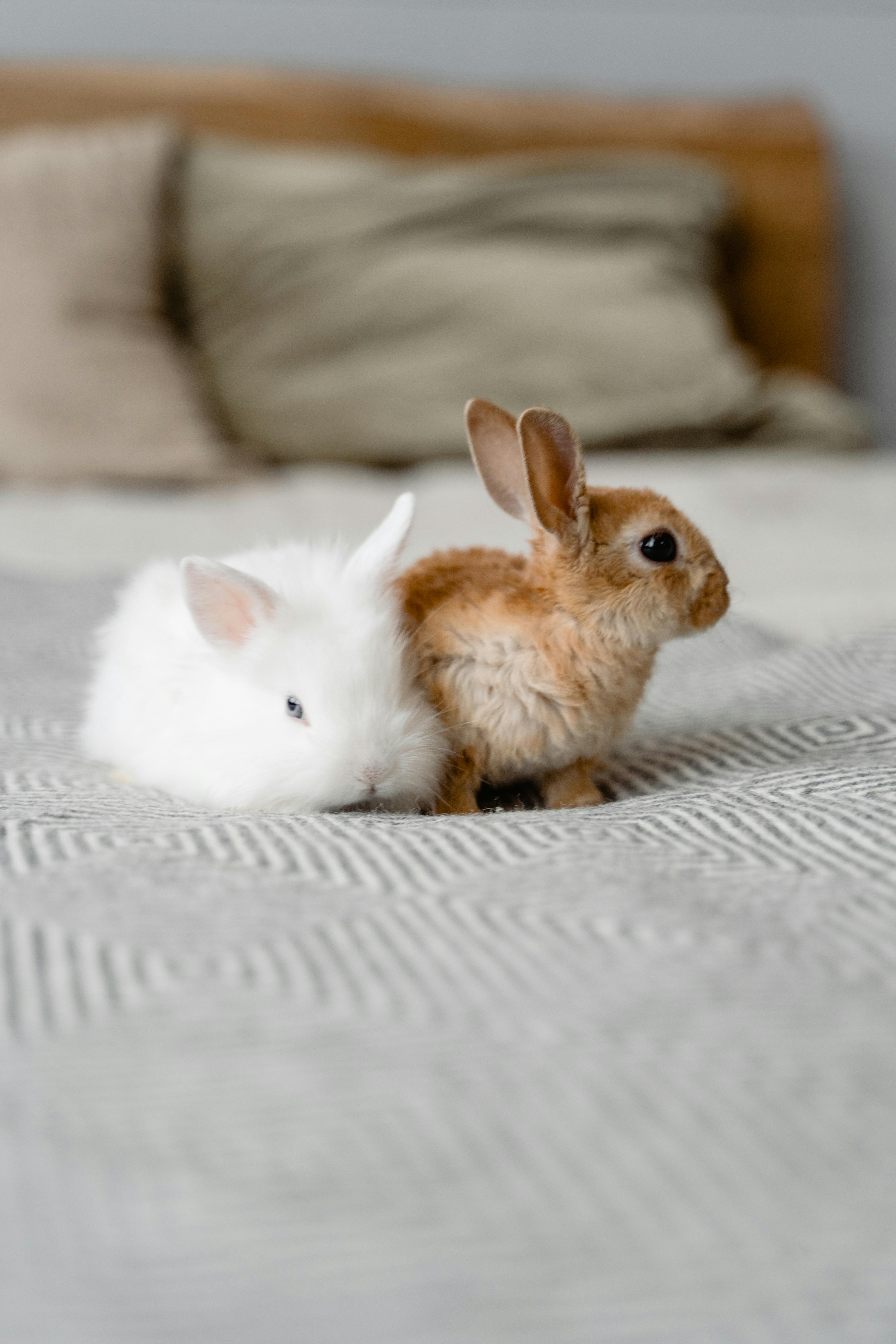 Cute Small Rabbits